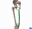 Afbeeldingsresultaten voor Musculus Gracilis Gray's Anatomy. Grootte: 107 x 98. Bron: www.kenhub.com
