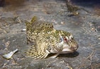 Image result for "lipophrys Pavo". Size: 141 x 98. Source: www.inaturalist.org