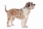 Bilderesultat for Tibetansk Terrier. Størrelse: 144 x 98. Kilde: www.omlet.co.uk