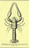 Image result for Nephropoidea. Size: 60 x 98. Source: varietyoflife.com.au