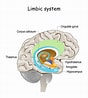 Image result for Corpus Callosum Beschriftung. Size: 88 x 98. Source: medlexi.de