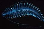 Image result for "tomopteris Ligulata". Size: 147 x 98. Source: biolum.eemb.ucsb.edu