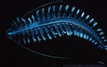 Image result for "tomopteris Euchaeta". Size: 155 x 98. Source: biolum.eemb.ucsb.edu
