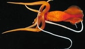 Afbeeldingsresultaten voor Mastigoteuthis Anatomy. Grootte: 169 x 98. Bron: alchetron.com