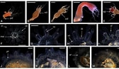 Image result for Catostylus tagi Feiten. Size: 168 x 98. Source: peerj.com