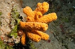 Image result for Axinella corrugata. Size: 151 x 98. Source: spongeguide.uncw.edu