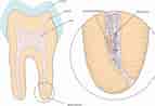 Dental Pulp cells എന്നതിനുള്ള ഇമേജ് ഫലം. വലിപ്പം: 143 x 98. ഉറവിടം: www.thelancet.com