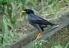 Image result for 台灣野鳥網路圖鑑. Size: 140 x 98. Source: today.to