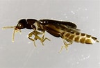Image result for "paleaonotus Debilis". Size: 144 x 98. Source: bugguide.net