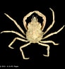 Image result for "hyas Coarctatus". Size: 92 x 98. Source: www.crustaceology.com