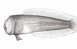Image result for Caragobius urolepis. Size: 152 x 98. Source: market.cloud.edu.tw