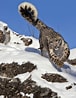 Image result for Snow Leopard Hunting. Size: 76 x 98. Source: kenhdaotao.edu.vn