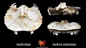 Image result for "aethra Edentata". Size: 175 x 98. Source: www.pinterest.com