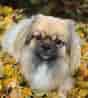 Image result for Tibetansk spaniel. Size: 88 x 98. Source: www.pinterest.com