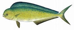 Image result for "coryphaena Equiselis". Size: 241 x 98. Source: fishillust.com