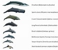 Image result for Types of Cetaceans. Size: 115 x 98. Source: www.researchgate.net