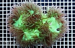 Image result for Catalaphyllia Habitat. Size: 154 x 98. Source: www.coral.zone