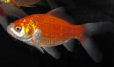 Image result for Carassius auratus. Size: 166 x 98. Source: www.flickr.com