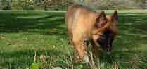 Image result for Belgisk hyrdehund. Size: 209 x 98. Source: www.hundegalleri.dk