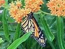 Afbeeldingsresultaten voor Butterfly Plants. Grootte: 130 x 98. Bron: www.walmart.com