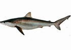 Image result for "carcharhinus Signatus". Size: 140 x 98. Source: biogeodb.stri.si.edu