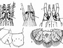 Image result for "leptocheirus Hirsutimanus". Size: 128 x 98. Source: www.researchgate.net