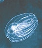 Afbeeldingsresultaten voor "mnemiopsis Maccradyi". Grootte: 86 x 98. Bron: www.iucngisd.org