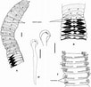 Image result for Notoscopelus caudispinosus Anatomie. Size: 102 x 98. Source: www.researchgate.net