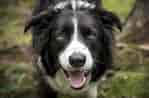 Image result for Bordercollie. Size: 149 x 98. Source: www.thesprucepets.com