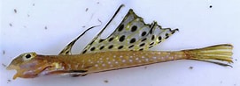 Afbeeldingsresultaten voor "callionymus Maculatus". Grootte: 271 x 98. Bron: adriaticnature.com