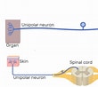 Image result for Unipolar Neuron. Size: 110 x 98. Source: www.getbodysmart.com