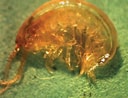 Image result for "ampelisca Macrocephala". Size: 128 x 98. Source: www.researchgate.net