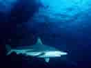 Image result for Black Pit Shark. Size: 132 x 98. Source: www.planetdeadly.com