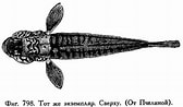 Image result for "chromogobius Quadrivittatus". Size: 168 x 98. Source: fishbiosystem.ru
