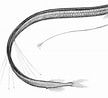 Image result for "macrostomias Longibarbatus". Size: 108 x 98. Source: creazilla.com