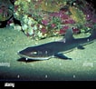 Image result for "mustelus Henlei". Size: 106 x 98. Source: www.alamy.com