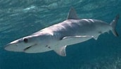 Image result for "carcharhinus Signatus". Size: 172 x 98. Source: www.sharks.org