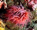 Image result for anemone Animal. Size: 120 x 98. Source: www.flickr.com