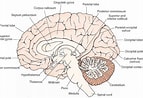 Image result for Corpus Callosum Beschriftung. Size: 143 x 98. Source: www.knowyourbody.net