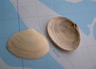 Afbeeldingsresultaten voor Platte slijkgaper. Grootte: 137 x 98. Bron: www.strandwerkgroep.be