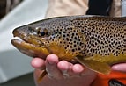Image result for Brown Trout Fish. Size: 143 x 98. Source: www.bestfishinginamerica.com