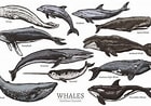 Image result for Types of Cetaceans. Size: 140 x 98. Source: myanimals.com