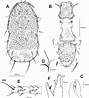 Image result for Notoscopelus caudispinosus Anatomie. Size: 89 x 98. Source: www.researchgate.net