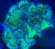 Image result for Catalaphyllia Habitat. Size: 110 x 98. Source: corals-world.de