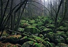 Image result for Bavarian Forest Type of Rock. Size: 140 x 98. Source: mymodernmet.com