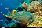 Image result for Scarus vetula Gedrag. Size: 147 x 98. Source: www.alamy.com