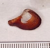 Image result for "cuspidaria Cuspidata". Size: 103 x 98. Source: www.marinespecies.org