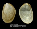 Image result for "lima Loscombi". Size: 123 x 98. Source: www.marinespecies.org