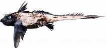 Image result for Hydrolagus mirabilis Familie. Size: 215 x 98. Source: biologiapeces.com
