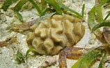 Image result for Manicina areolata Feiten. Size: 158 x 98. Source: www.dreamstime.com